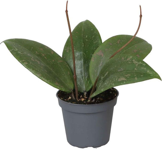 Hoya Wibergiae Ø12 Cm