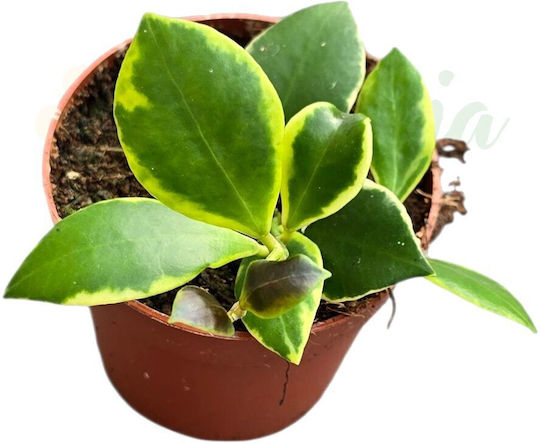 Hoya Heuschkeliana Ø7cm Ø7 Cm Hoya Heuschkeliana Ø7cm Ø7 Cm
