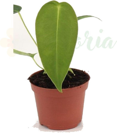 Anthurium Peltigerum Ø6cm Ø6 Cm