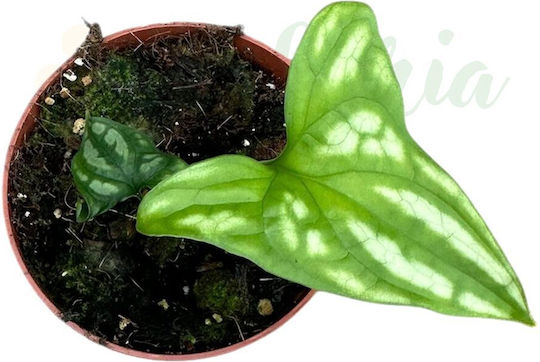 Cercestis Mirabilis Ø10.5cm Ø10.5 Cm