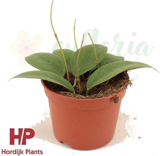 Hoya Tequila Sunrise Ø12 Cm Hoya Tequila Sunrise Ø12 Cm