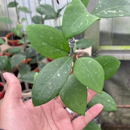 Hoya Mindorensis Ø6 Cm