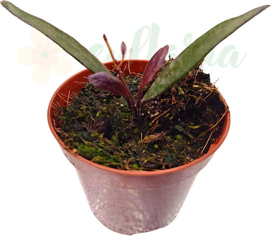 Hoya Rosita 'red Maroon' Ø8 Cm