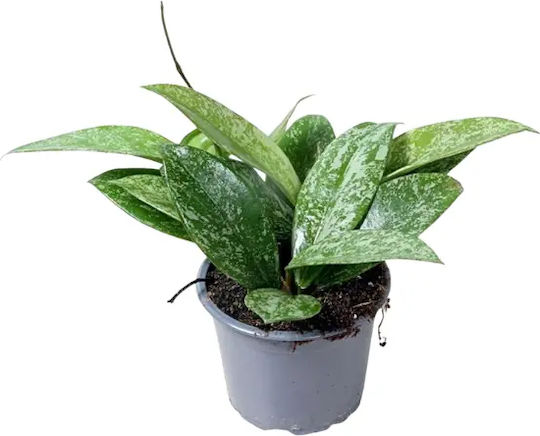 Hoya Pubicalyx 'Silver Spot' Reva Ø14 Cm Hoya Pubicalyx 'Silver Spot' Reva Ø14 Cm