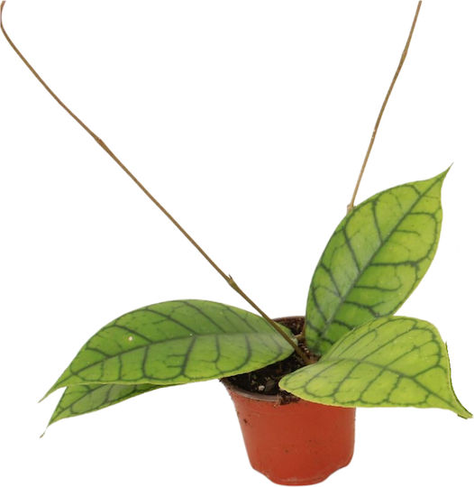Hoya Callistophylla 'kal 16' Ø9 Cm Hoya Callistophylla 'kal 16' Ø9 Cm