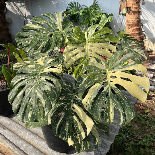 Μονσερα Ύψος > 90 Cm Monstera Deliciosa 'thai Constellation'