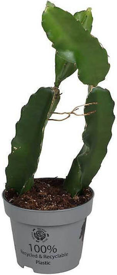 Hylocereus "fructul dragonului" 12cm
