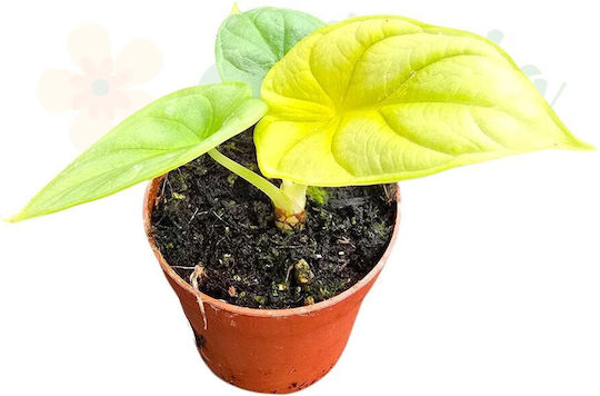 Alocasia 'golden Dragon' Ø7 Cm