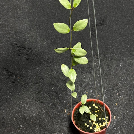 Hoya Sp Mini Monedă Kalimantan Argintiu Ø8 Cm Hoya Sp Mini Monedă Kalimantan Argintiu Ø8 Cm
