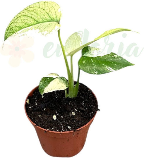 Monstera Ментово Ø8 См
