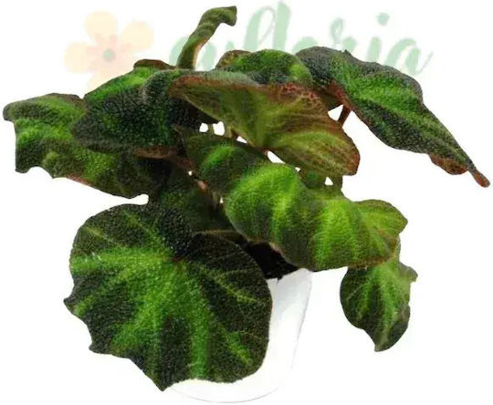 Begonia 'decora' Ø6 Cm