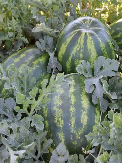 Hybrid Watermelon Seed Fire Ball F1 1000 Seeds