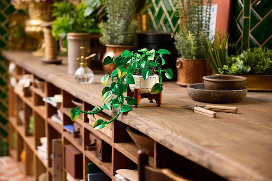 LEGO Lego Botanische Sammlung Hängender Goldener Efeu Für 18+ Jahre 372 Stück