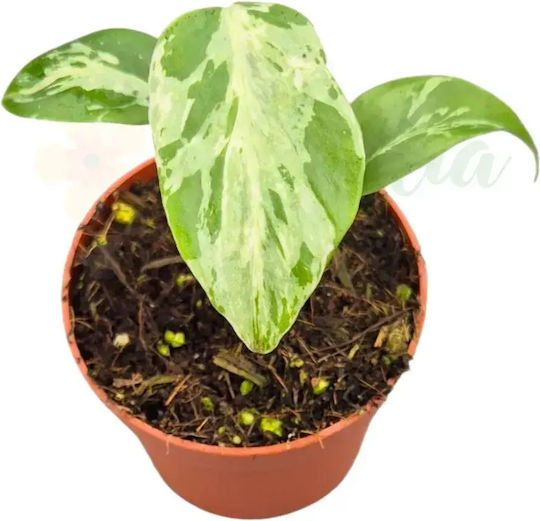 Monstera Deliciosa 'bulbasaur' Ø8 См