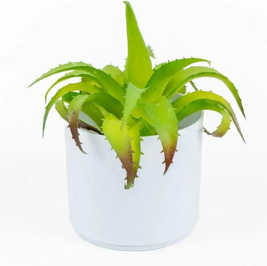 Stewehome Cactus Suculent Alb Plantă În Ghiveci