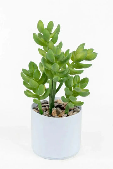 Stewehome Cactus Suculent Alb Plantă În Ghiveci