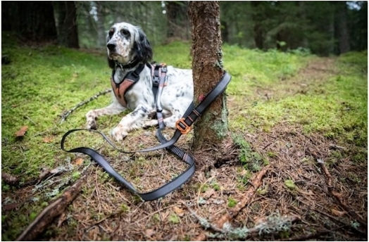 Non-stop dogwear Lesură/Odihnă Câine Curea Touring Bungee Reglabilă