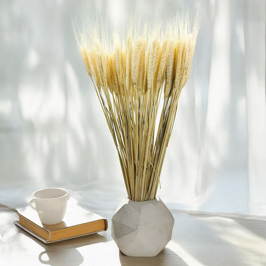 Dried Triticale Bleached