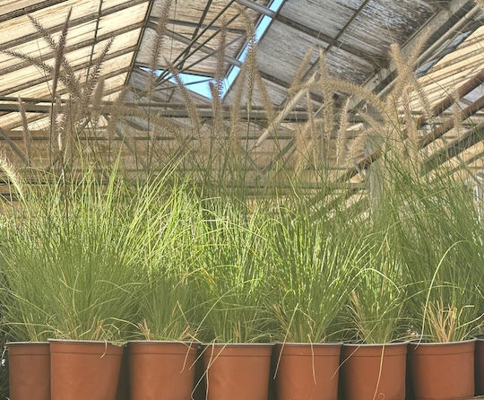 Pennisetum Alopecuroides Πενισέτο