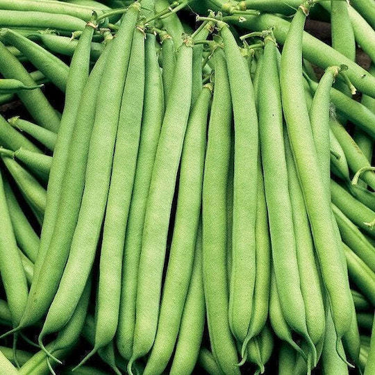 Toraf Grüne Bohnen Nahe Ferrari Phaseolus Vulgaris L 30 G