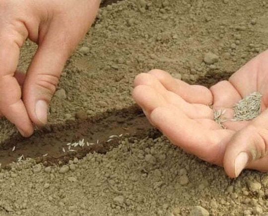 Toraf Grüne Bohnen Nahe Ferrari Phaseolus Vulgaris L 30 G