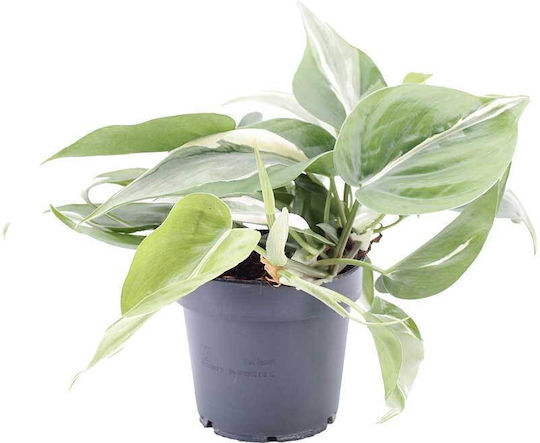 Philodendron 'rio' 12cm