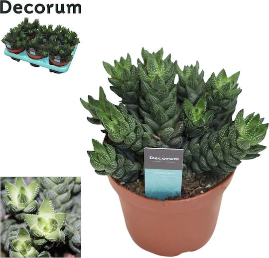 Haworthia Fasciata Big Band Reinwardtii Haworthia Fasciata Big Band Reinwardtii
