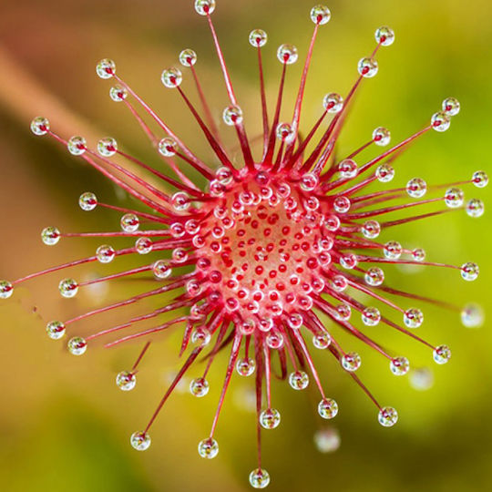 Drosera Paradoxa – Drosera Fleischfresser Pflanze