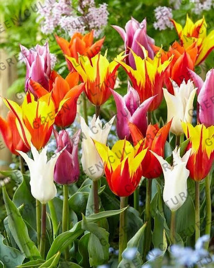 Βολβοί Τουλίπας Lilυflowering – 11/12 5 Τμχ Βολβοί Τουλίπας Lilυflowering – 11/12 5 Τμχ