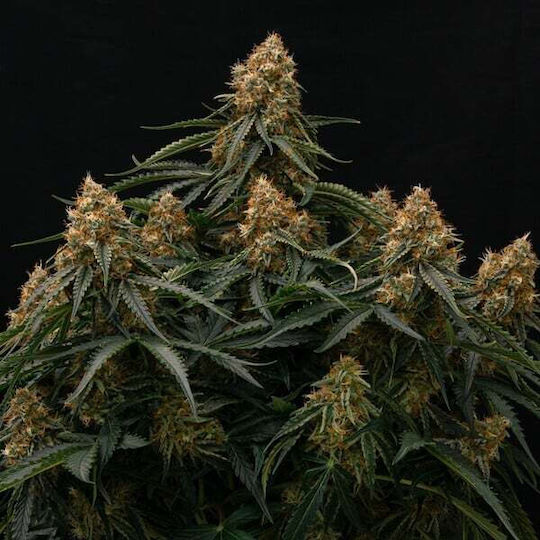 Royal Queen Seeds Семена Мента