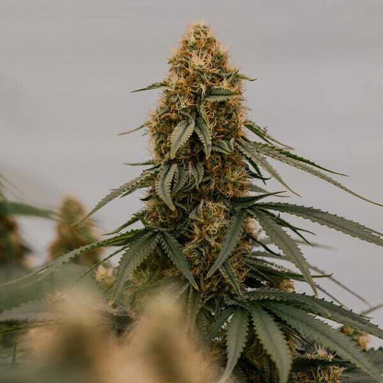 Royal Queen Seeds Семена Мента