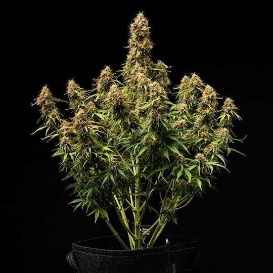 Royal Queen Seeds Семена Мента
