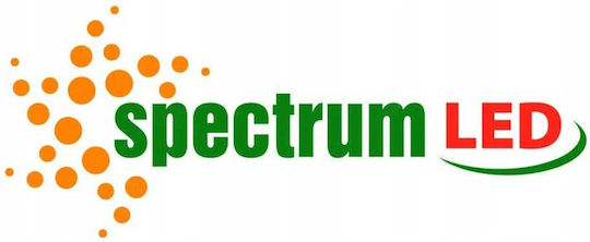 Spectrum LED крушка 4W за фасунга E27 и форма G45 Хладно бяло