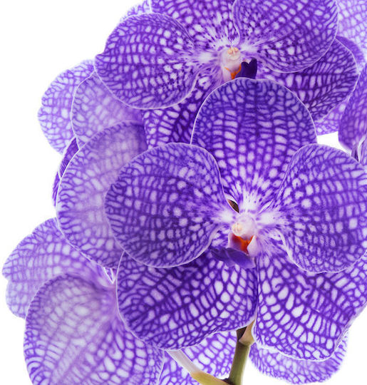 Vanda Hybriden Специален Tayanee Син В Висящ Саксия