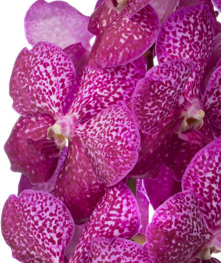 Orchideen Orchideen