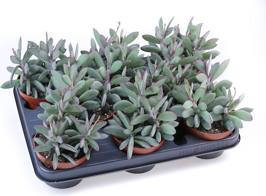 Σενέκιο Senecio Crassissimus