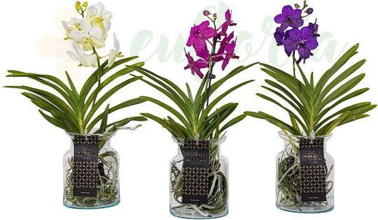 Vanda-Orchidee in einer Glasvase Ø14 cm, weiße Blüten Vanda-Orchidee in einer Glasvase Ø14 cm, weiße Blüten