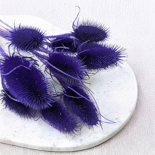 Dried Oset Szczeć Blue