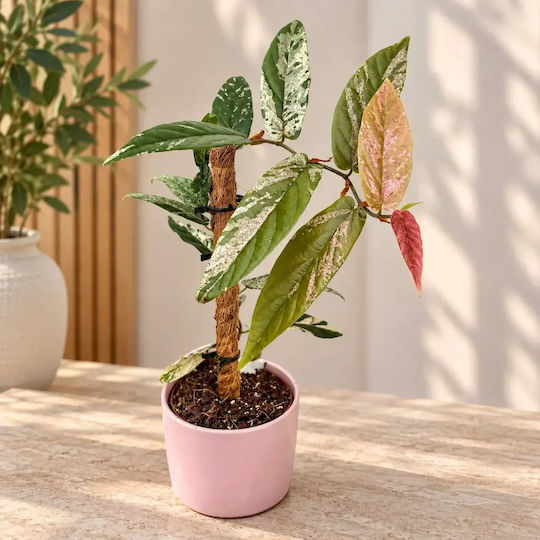 Φίκος Ficus Sagittata Variegata Pink