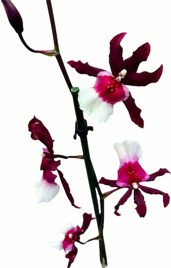Miltonidium Renaissance Grandeur Purple White 2 Stems Αρωματικη
