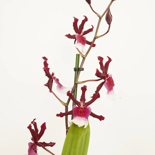 Miltonidium Renaissance Grandeur Purple White 2 Stems Αρωματικη