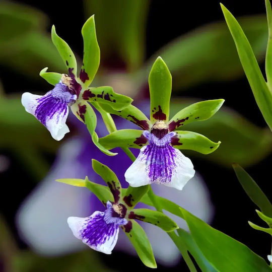 Zygopetalum Inca Impasto Verde Parfumată