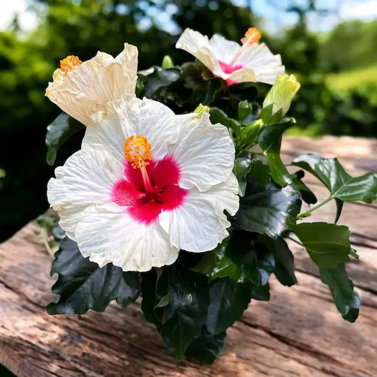 Ιβίσκος Hibiscus Rosa Sinensis Adonicus White Ιβίσκος Hibiscus Rosa Sinensis Adonicus White