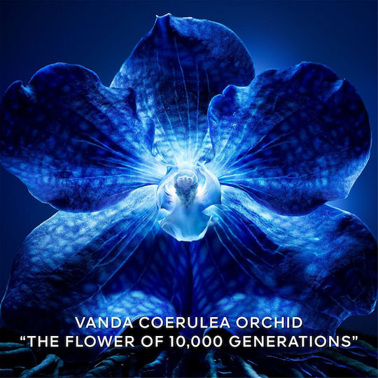 Guerlain Orchidee Imperiale-The Longevity Concentrate Refill Moisturizing & Anti-Aging Face Serum with Hyaluronic Acid for Revitalization 50ml
