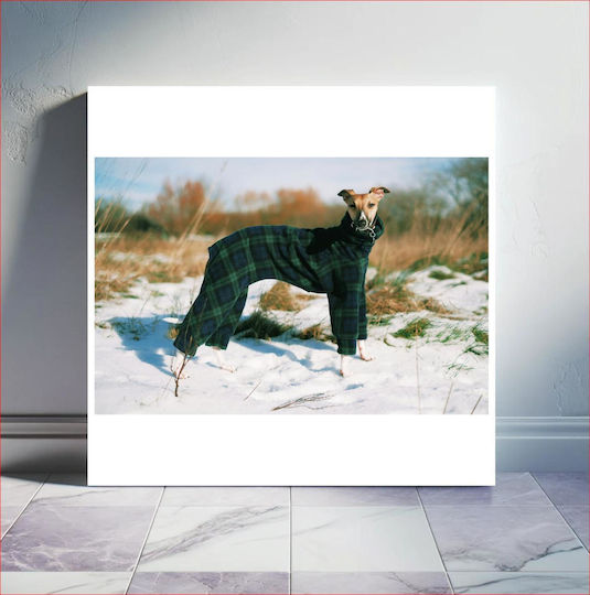 Dog In Plaid Coat In Snow Σκύλος Με Καρό Παλτό Στο Χιόνι 1 Dog In Plaid Coat In Snow Σκύλος Με Καρό Παλτό Στο Χιόνι 1