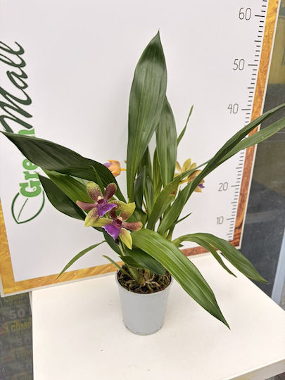 Zygopetalum 5+ Knospen Louisendorf Selten Duftend Zygopetalum 5+ Knospen Louisendorf Selten Duftend