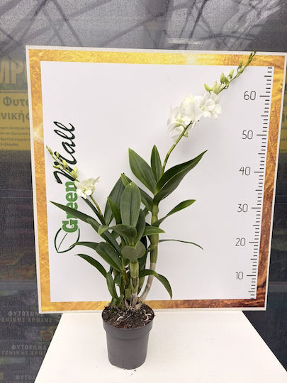 Dendrobium Sa-nook White Happiness Premium Dendrobium Sa-nook White Happiness Premium