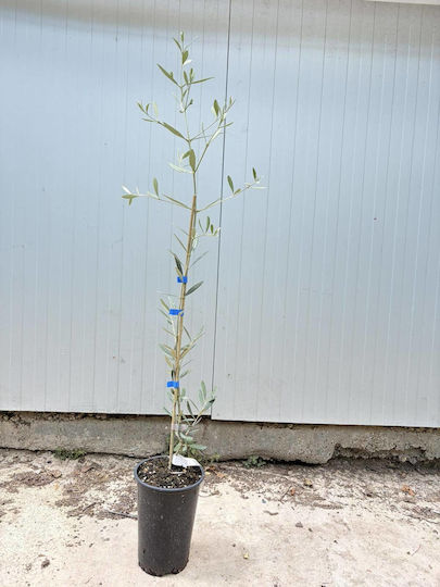 "ελιά Λευκή" Λευκοελιά Olive Tree White Bonsai "ελιά Λευκή" Λευκοελιά Olive Tree White Bonsai