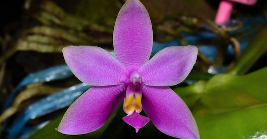Phalaenopsis Violacea Duftend