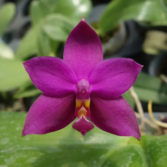 Phalaenopsis Violacea Duftend